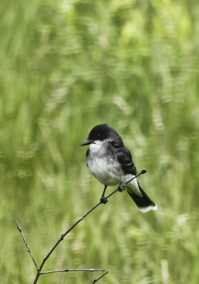 Juvenile Eastern Kingbird  