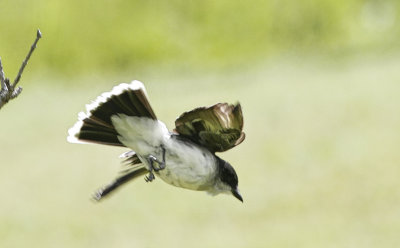 Kingbird Takeoff 2 