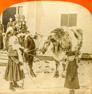 Children with Oxen  