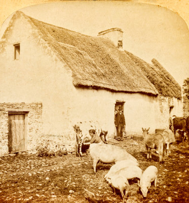 The Farmyard  