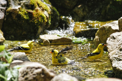 Goldfinch Pool Party