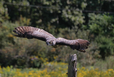 Great Horned Owl  