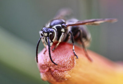 Dolichovespula maculata  