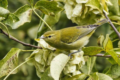 Female Tennessee Warbler  