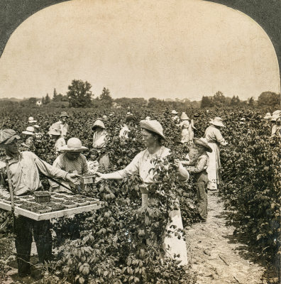 Picking Raspberries  