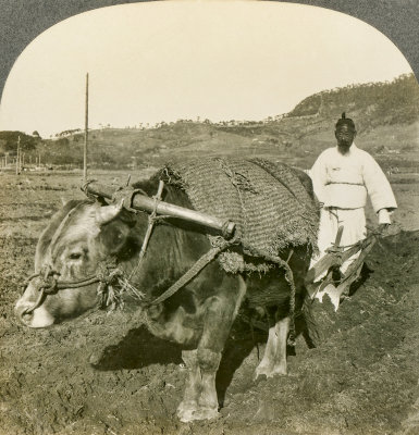 Korean Farmer 