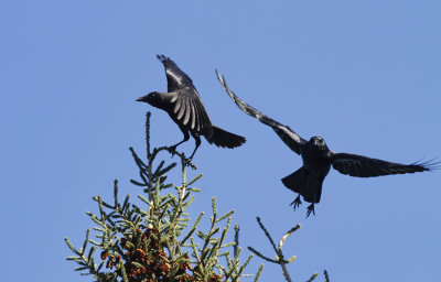 Pair of Crows R.jpg