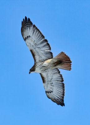Red-tailed Hawk  