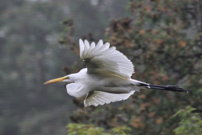 Great Egret  