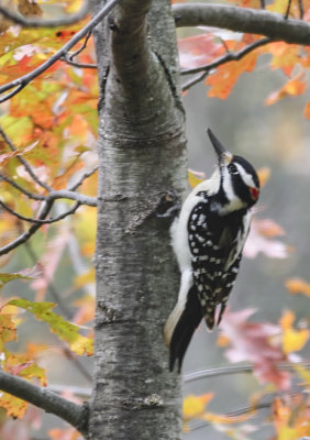 Hairy Woodpecker  