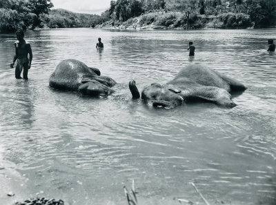 Elephants Bathing  