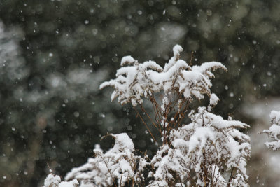 Snow on the Goldenrod  