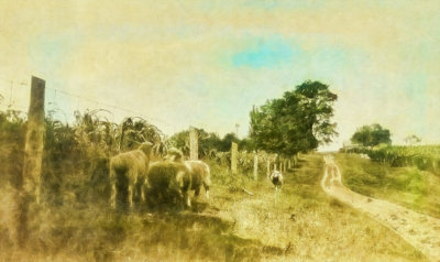 Sheep by the Lane Paint  
