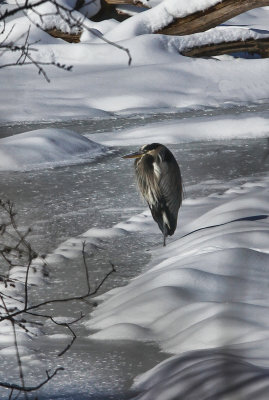Heron in the Snow  