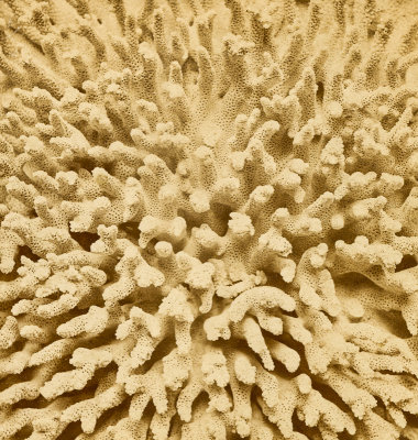 Coral  