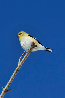Goldfinch  