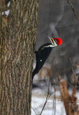 Pileated Woodpecker 2  
