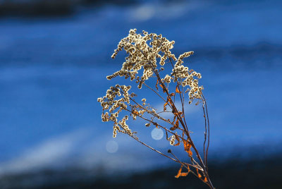 Goldenrod 