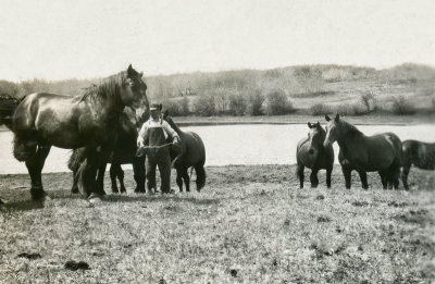 Heavy Horses on Harley's Farm 