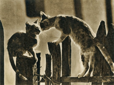 Flirtation