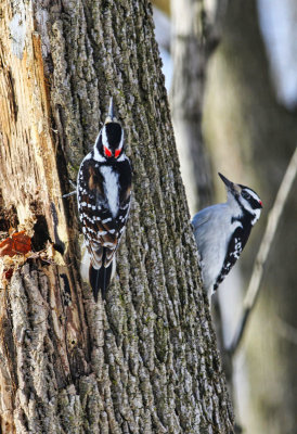 A Pair of Hairy Woodpeckers 