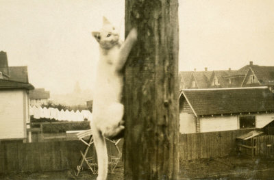 Cat Climbing a Pole  