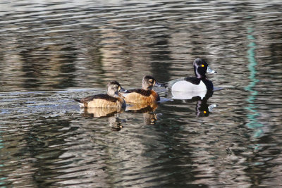 Ring-necked Ducks  