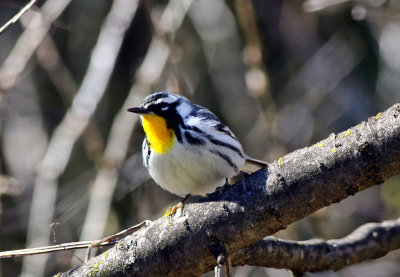 Yellow-throated Warbler  