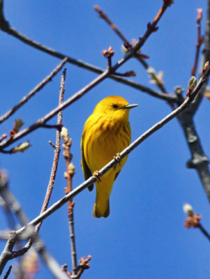 Yellow Warbler  