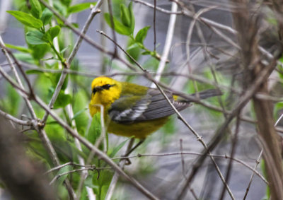 Blue-winged Warbler
