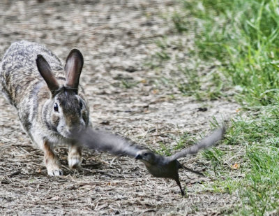 Rabbit Attack  