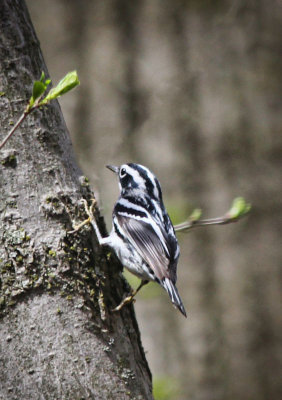 Black-and-white Warbler  
