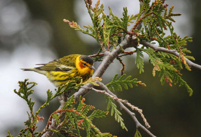 Cape May Warbler 2  