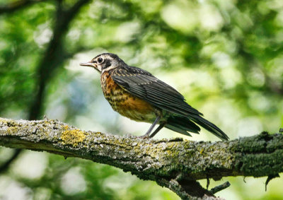 Immature Robin