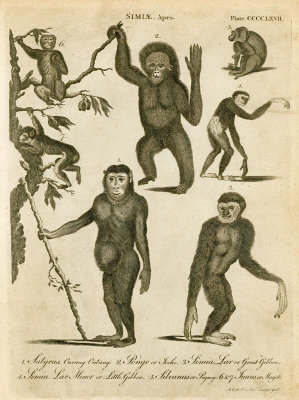 Simiae, Apes  