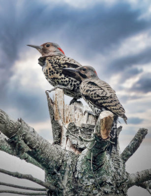 Flickers