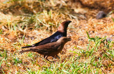 Brown-headed Cowbirds 