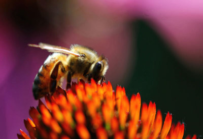 Bee on Echinacea  
