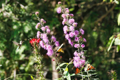 Hummingbird, Swallowtail and Monarchs  