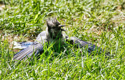 Young Blue Jay  