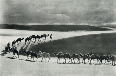 Camels Cross the Gobi Desert 