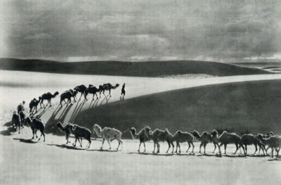 Camels Cross the Gobi Desert