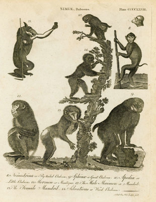 Simiae, Baboons  