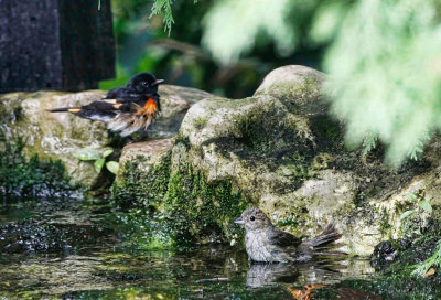 Pair of Redstart 