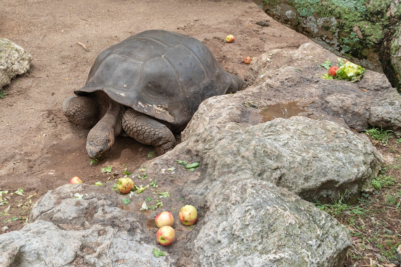 IMG_7824 Galapagos Tortoise - Geochelone nigra - Bermuda Aqaurium, Museum and Zoo -  A Santillo 2018