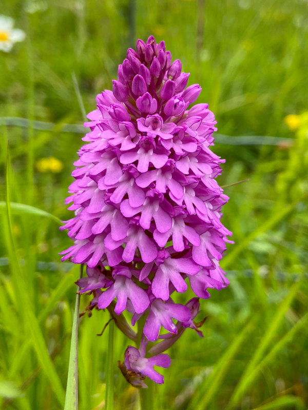 Wild Field Orchids - near carpark for Woodchester Mansion