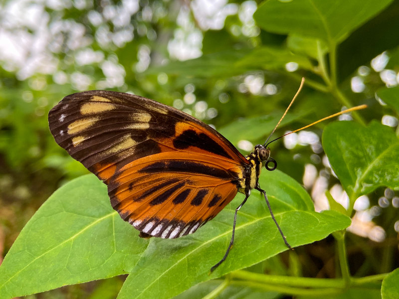 Symonds Yat Butterfly Zoo - Danaus plexippus The Monarch