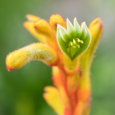 IMG_7678-Edit.jpg Kangeroo Paw Anigozanthos 'Bush Pioneer' - Mediterranean Biome -  A Santillo 2017