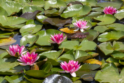 IMG_8545.CR3 The Lily Ponds - Sheffield Park Gardens -  A Santillo 2019