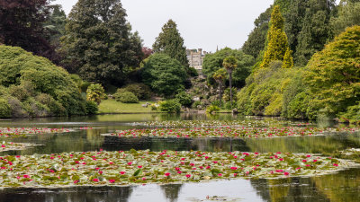 IMG_8547.CR3 The Lily Ponds - Sheffield Park Gardens -  A Santillo 2019